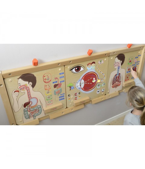 MASTERKIDZ Montessori kvėpavimo sistemos ugdymo taryba